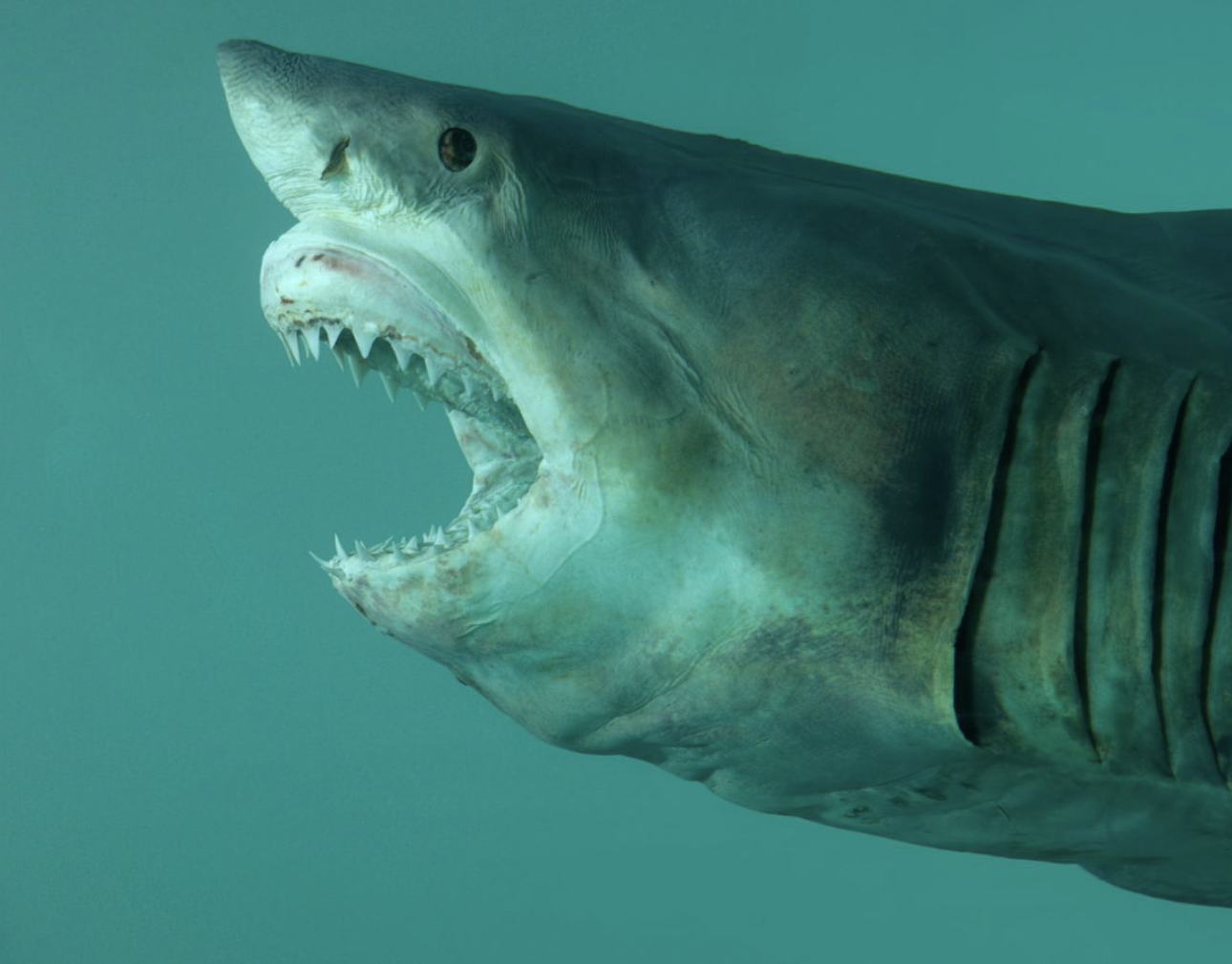 Почему современное искусство кажется нам уродливым?